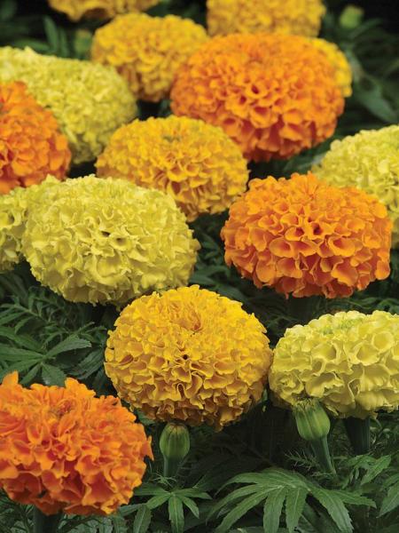 Marigold - African Taishan Mix