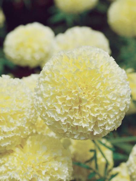 Marigold - African White Swan