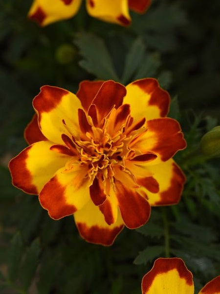 Marigold - French Flamenco