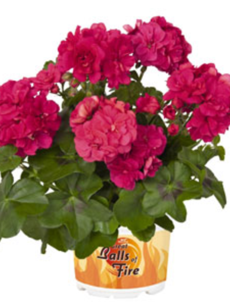 Ivy Geranium - Great Balls of Fire Melon