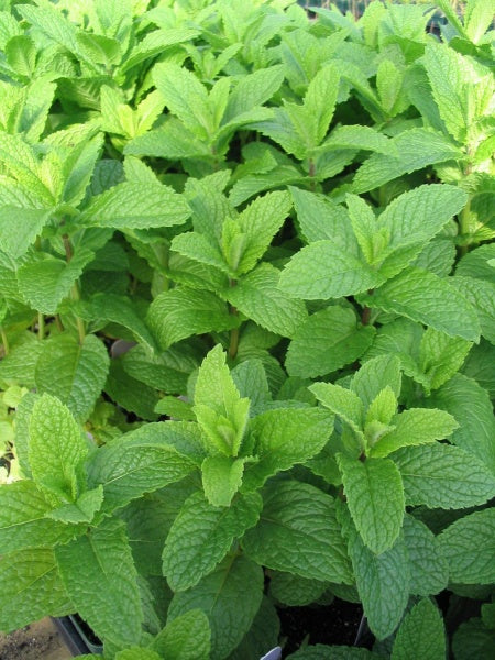 Herb - Mint Kentucky Colonel