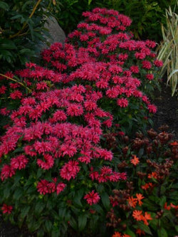 Monarda - Bee Balm Sugar Buzz Cherry Pops