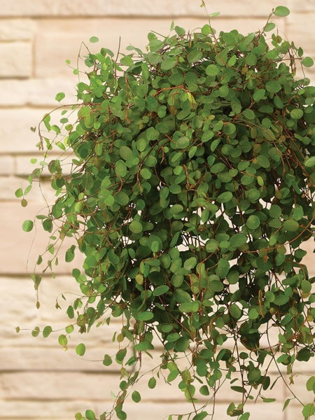 Hanging Basket - Muehlenbeckia Complexa Emerald Dream Wire Vine