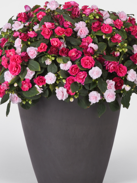 Hanging Basket - All that Glimmers