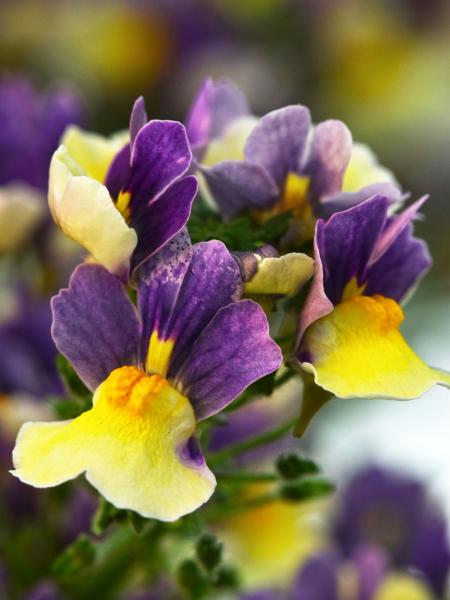 Nemesia - Escential™ Blueberry Custard