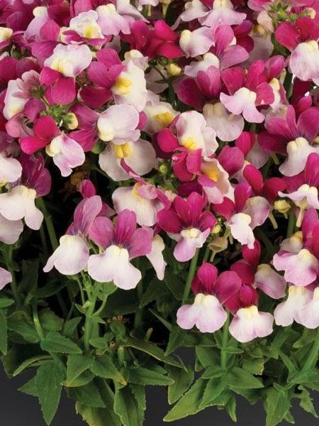 Nemesia - Escential™ Zazzleberry