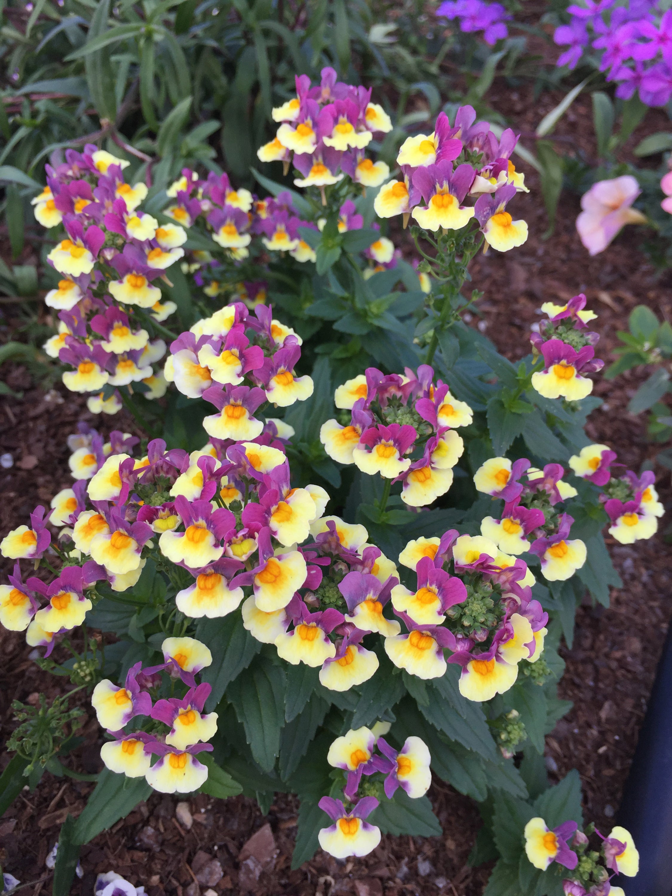 Nemesia - SunGlow™ Yellow Bicolor
