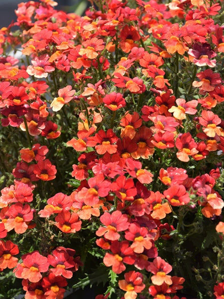 Nemesia - Sunsatia Blood Orange