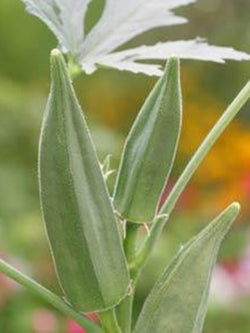 Vegetable - Okra Green Fingers