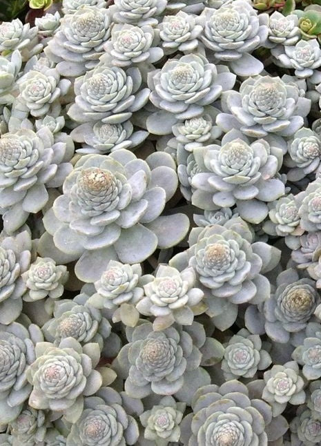 Orostachys - Chinese Dunce Cap