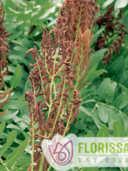 Osmunda regalis Royal Fern