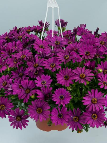 Osteospermum - Osticade™ Purple