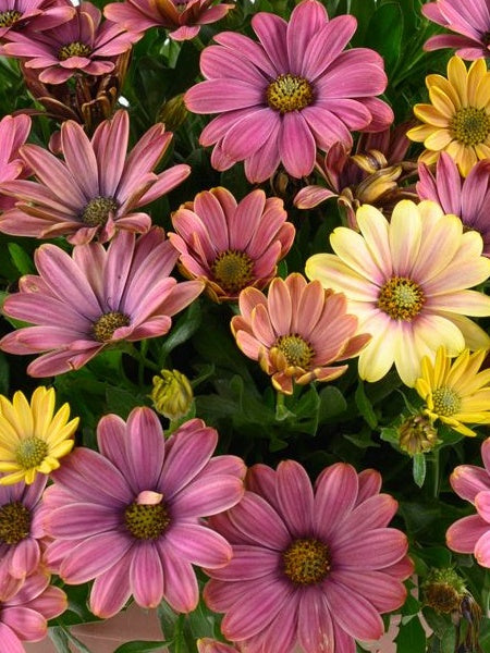 Osteospermum - Osticade™ Twilight Moon