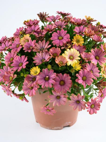 Osteospermum - Osticade™ Twilight Moon