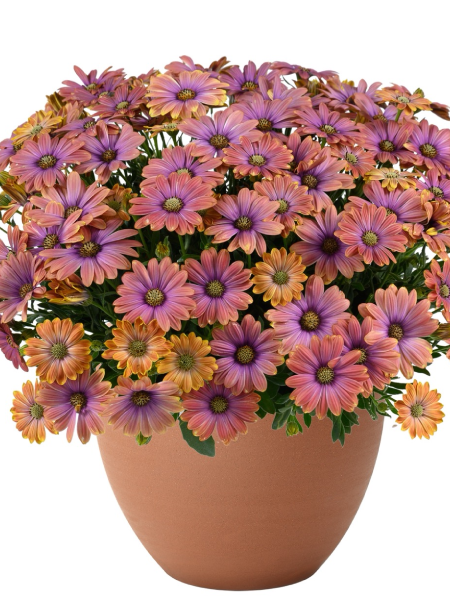 Osteospermum Besties Dynamic Bicolor