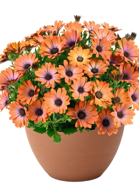 Osteospermum Besties Inspiring Orange