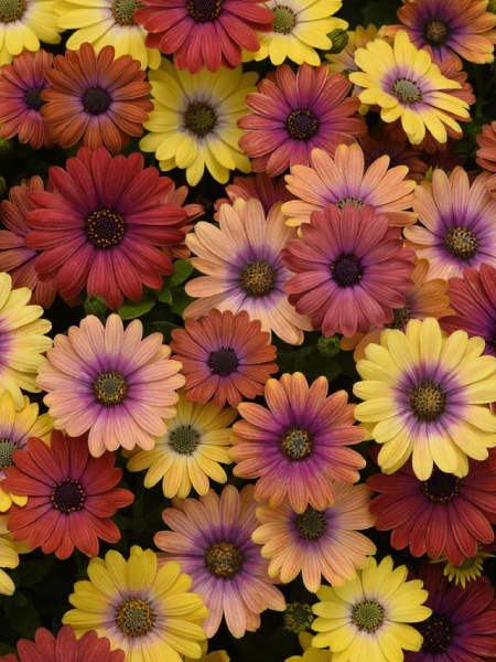 Osteospermum - Akila® Mix Hawaii Sunset