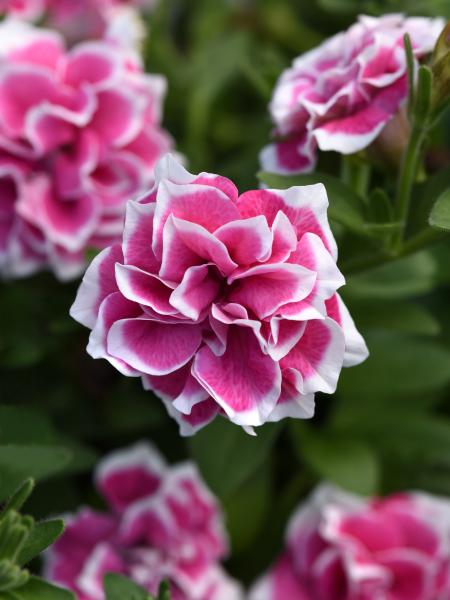 Petunia - Vegetative Jewel Pink Diamond