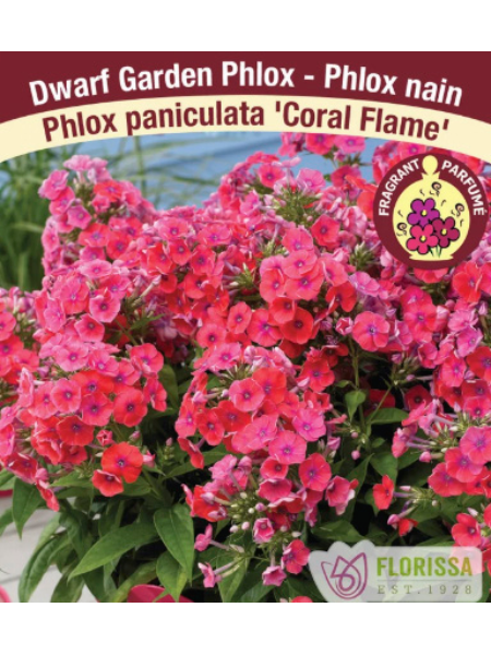 Phlox Paniculata 'Coral Flame'