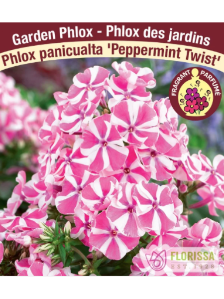 Phlox Paniculata Peppermint Twist