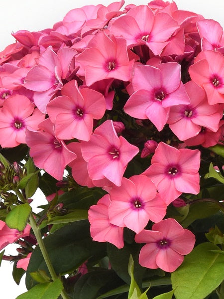 Phlox - Paniculata Super Ka-Pow Coral