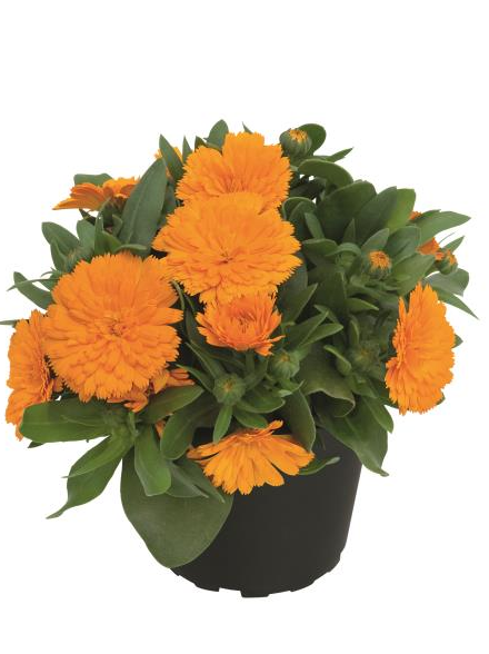 Calendula - SP Power Daisy Orange