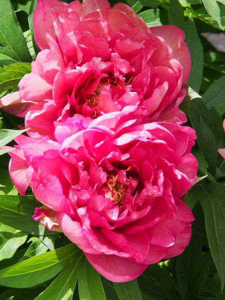 Paeonia - Peony Itoh Pink Double Dandy