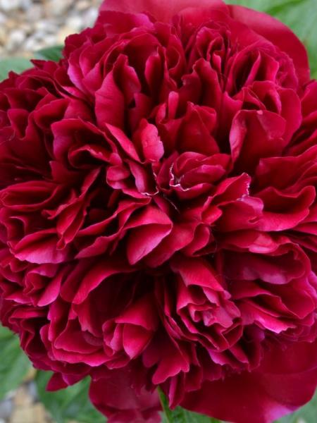 Paeonia - Peony Red Memorial Day