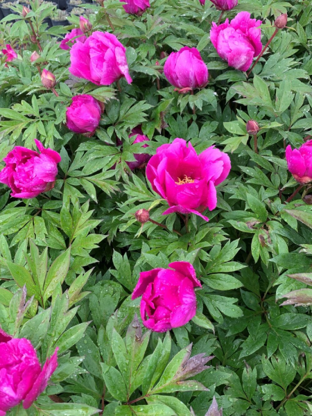 Paeonia - Peony Itoh Purple Sensation - 2 Gallon