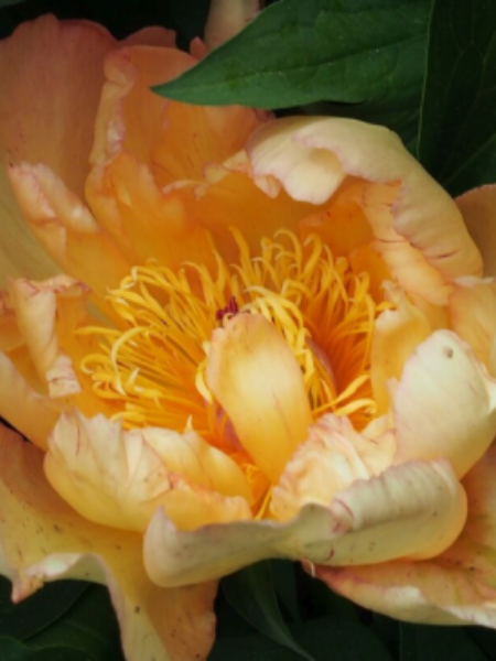 Paeonia - Peony Itoh Singing in the Rain - 2 Gallon