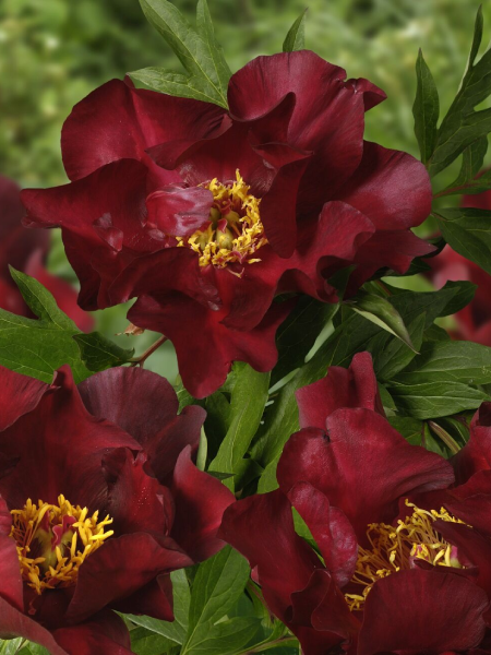 Paeonia - Itoh Scarlet Heaven