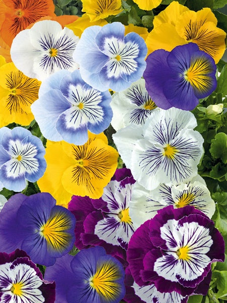 Hanging Basket - Pansy Cat's Plus Mix