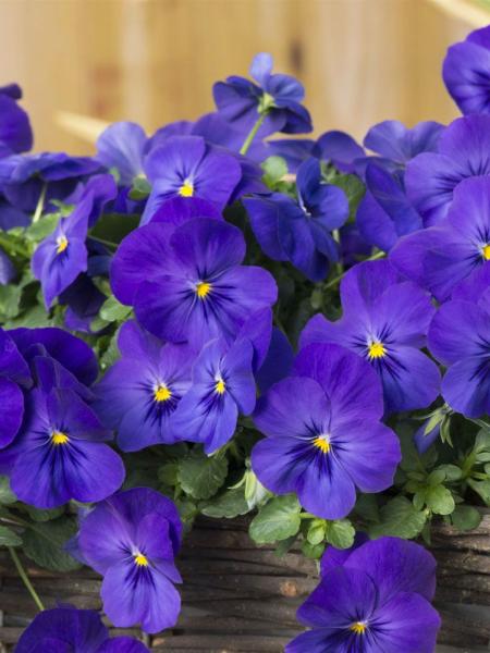 Pansy -  Spreading Cool Wave Blue