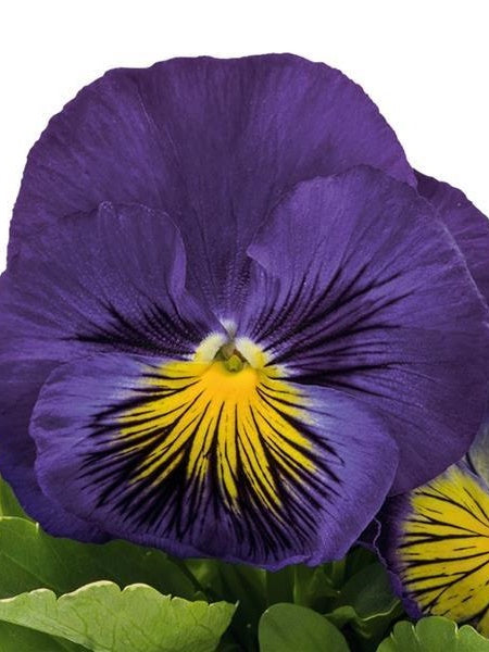 Pansy - Cats Plus Blue and Yellow