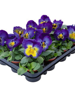 Pansy - Cats Plus Blue and Yellow
