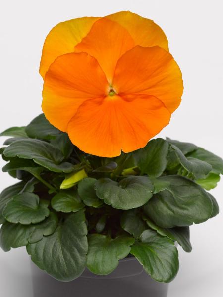 Pansy - Delta™ Pro Clear Orange