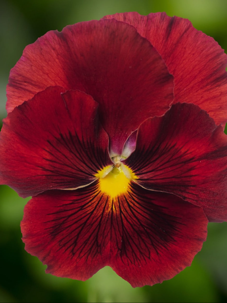 Pansy - Delta™ Pro Clear Red