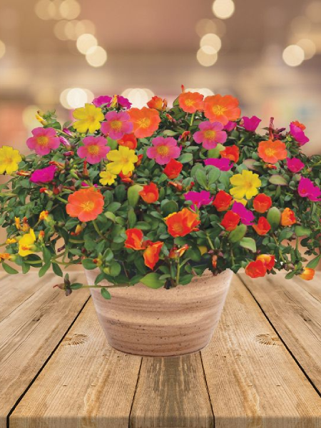 Hanging Basket - Party Pazzaz