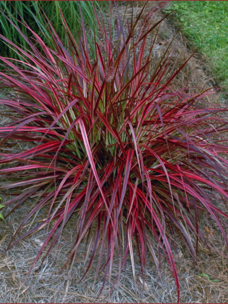 Pennisetum - Fireworks