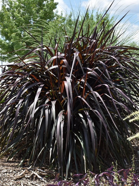 Pennisetum - Annual Grass Princess Caroline