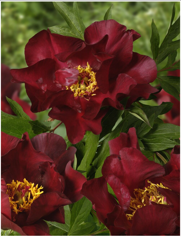 Paeonia - Peony Itoh Scarlett Heaven- 2 Gallon