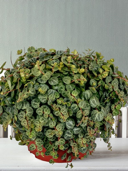 Hanging Basket - Peperomia String of Turtles
