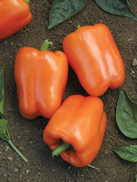 Vegetable - Pepper Sweet Orange