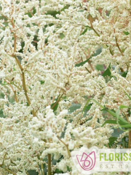 Persicaria Polymorpha Giant Fleece Flower