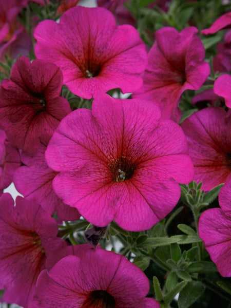 Petchoa - SuperCal® Premium Purple Dawn