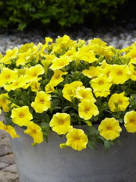 Petchoa - Caliburst Yellow