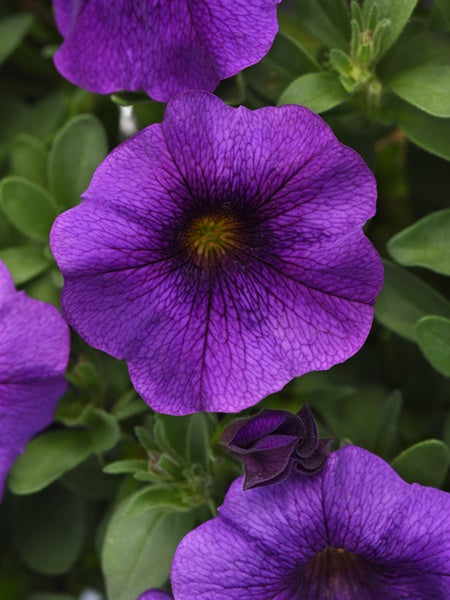 Petchoa - EnViva Blue