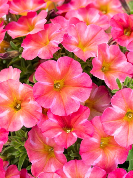 Petchoa - SuperCal® Premium Coral Star