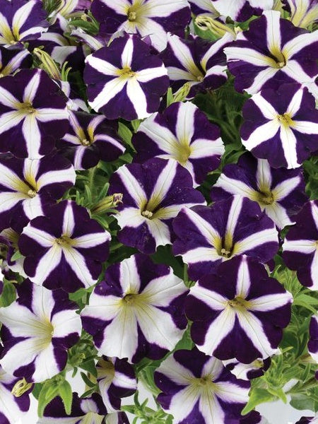 Hanging Basket - Wild Blue Yonder