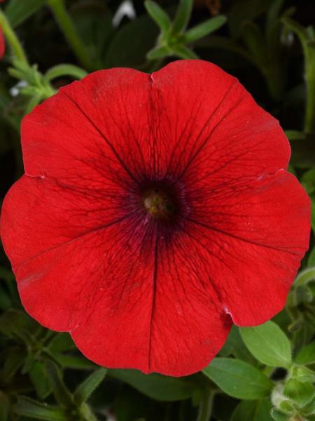 Petunia - Cascadias Chili Red